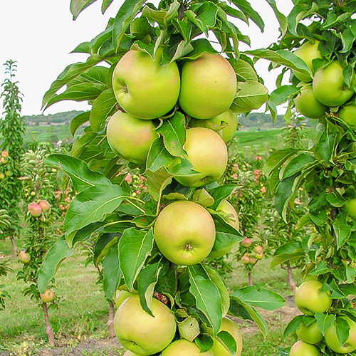 Яблоня колоновидная Каскад изображение 1 артикул 6993