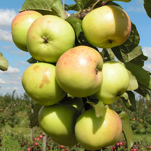 Яблоня колоновидная Малюха изображение 1 артикул 6995