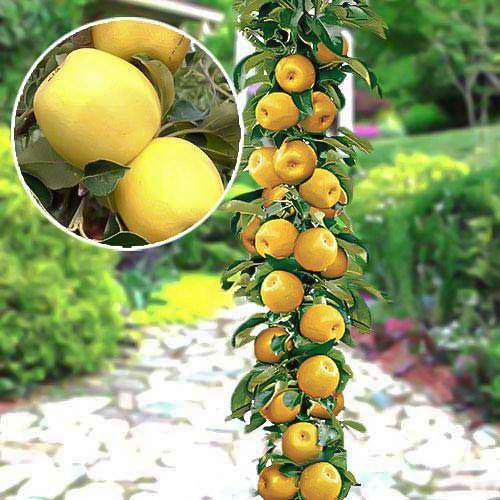 Яблоня колоновидная Медок изображение 1 артикул 1927