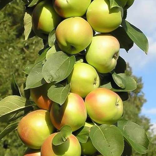 Яблоня колоновидная Патриот изображение 1 артикул 1966