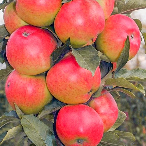 Яблоня колоновидная Валюта изображение 1 артикул 1975