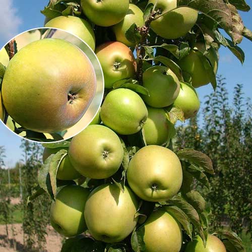 Яблоня колоновидная Янтарное ожерелье изображение 1 артикул 1931