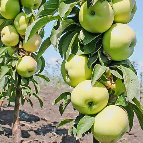 Яблоня колоновидная Зеленый шум изображение 1 артикул 6991