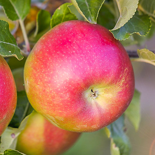 Яблоня Лигол изображение 1 артикул 7033