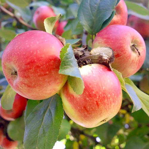 Яблоня Мечта изображение 1 артикул 4260