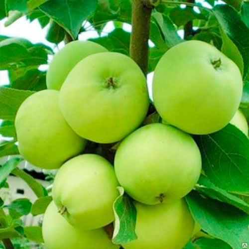 Яблоня Папировка изображение 1 артикул 7471