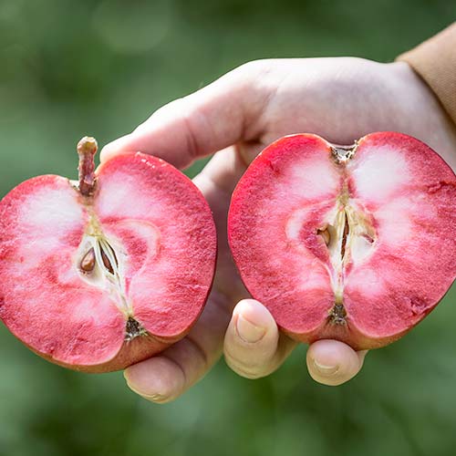 Яблоня Пинк Перпл изображение 1 артикул 4262