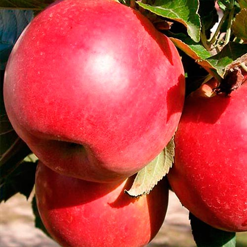 Яблоня Ред Женева изображение 1 артикул 7474