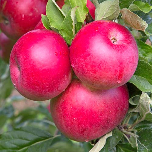 Яблоня Ремо изображение 1 артикул 4267