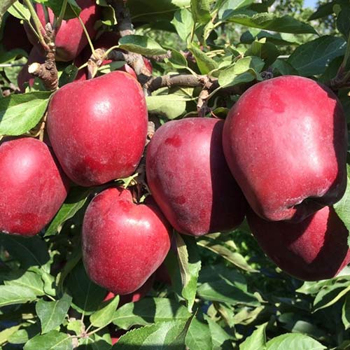 Яблоня Скарлет изображение 1 артикул 4264
