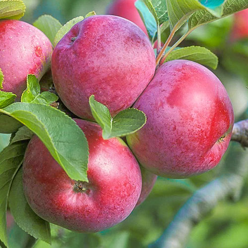 Яблоня Спартан изображение 1 артикул 7034