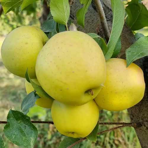 Яблоня Спайс Голд изображение 1 артикул 1614