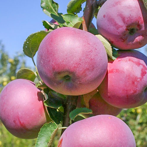 Яблоня Вильямс Прайд изображение 1 артикул 7029