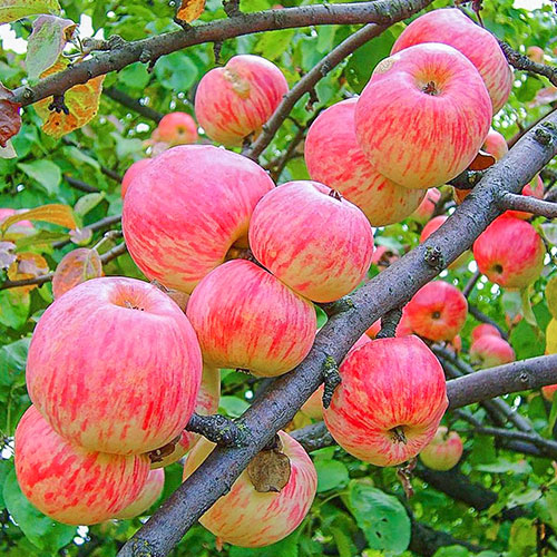 Яблоня Яблочный Спас изображение 1 артикул 7036