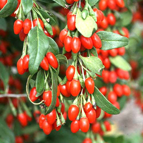 Ягода Годжи артикул фото 1 Ягода Годжи изображение 1 артикул 77817