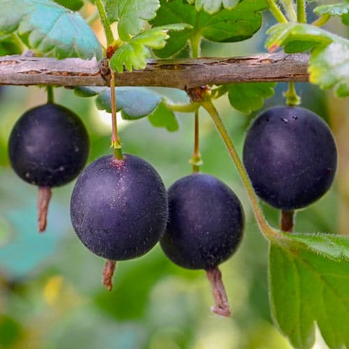 Йошта Бонн артикул фото 1 Йошта Бонн изображение 1 артикул 5183