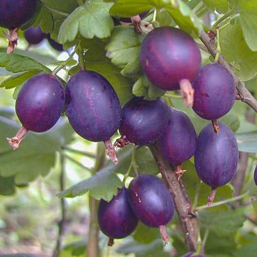 Йошта Рекст артикул фото 1 Йошта Рекст изображение 1 артикул 5182