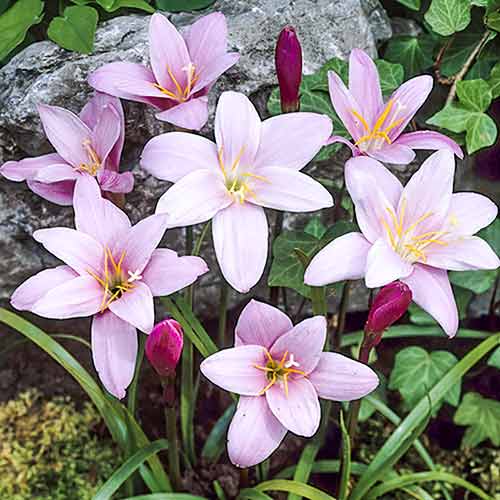 Зефирантес Пинк изображение 1 артикул 68282