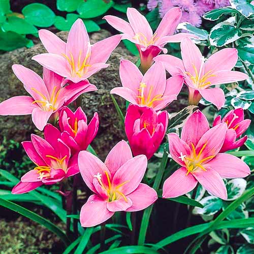 Зефирантес Робустус артикул фото 1 Зефирантес Робустус изображение 1 артикул 70457