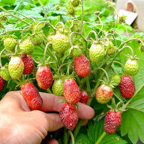 Земклуника Клубничная изображение 1 артикул 4934