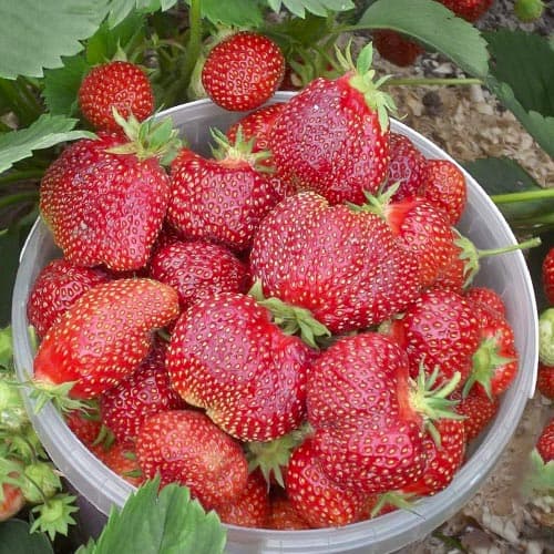 Земклуника Кокинская Отборная изображение 1 артикул 4938