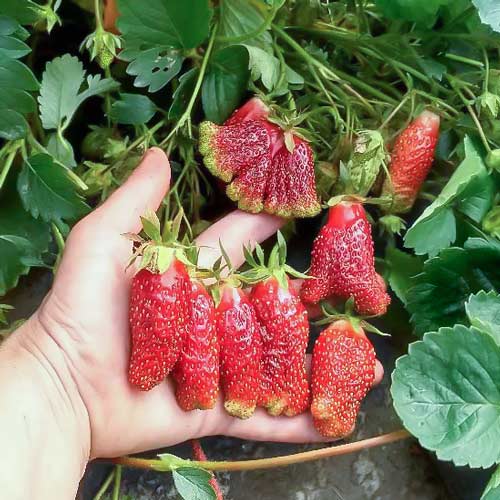 Земклуника Купчиха артикул фото 1 Земклуника Купчиха изображение 1 артикул 9612