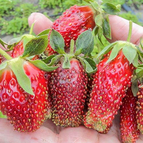 Земклуника Мускатная Бирюлевская изображение 1 артикул 9610