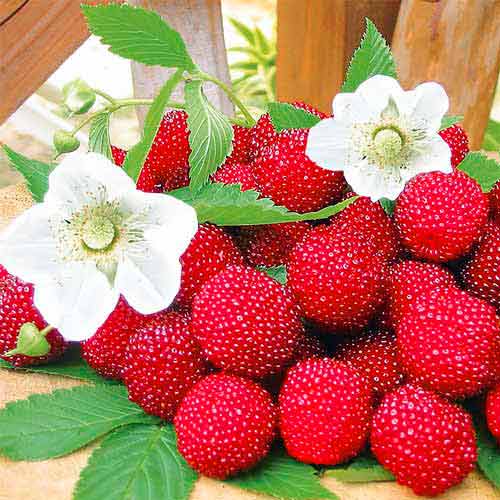 Земляничная малина Розалин изображение 1 артикул 8086