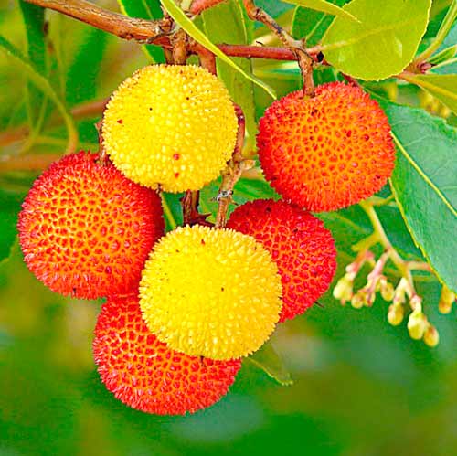 Земляничное дерево изображение 1 артикул 65245