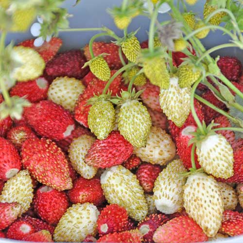 Земляника альпийская Клубника со сливками, смесь семян изображение 1 артикул 74160