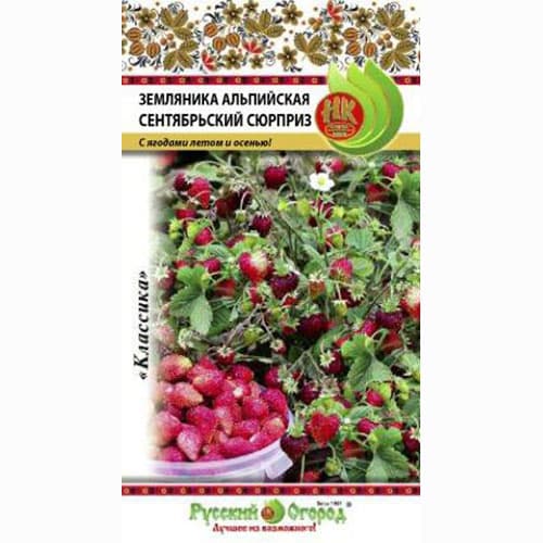 Земляника ремонтантная мелкоплодная Сентябрьский сюрприз Русский огород НК изображение 1 артикул 69878