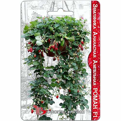 Земляника ампельная Роман F1 Биотехника изображение 1 артикул 74828