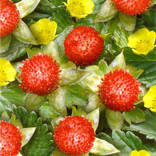 Земляника Дюшенея индийская Кудесница, семена изображение 1 артикул 65238