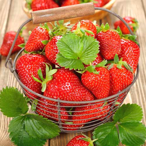 Земляника Вкуснятина F1, семена изображение 1 артикул 65331