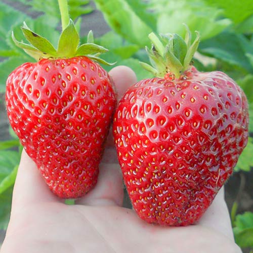 Земляника (крупноплодная) Альба изображение 1 артикул 9800