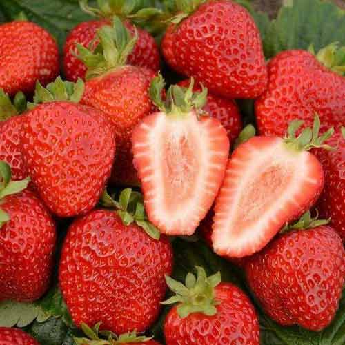 Земляника (крупноплодная) Александра изображение 1 артикул 5787