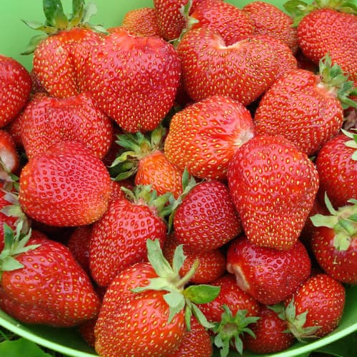 Земляника (крупноплодная) Большая Медведица изображение 1 артикул 1504