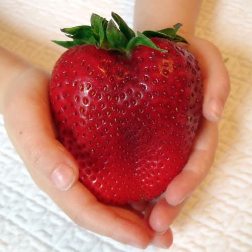 Земляника (крупноплодная) Бычье сердце изображение 1 артикул 1500