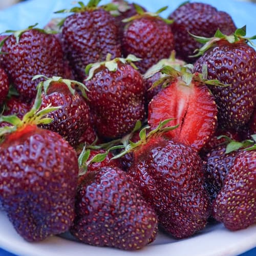 Земляника (крупноплодная) Черный Принц изображение 1 артикул 1505