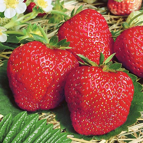 Земляника (крупноплодная) Деройял изображение 1 артикул 9874