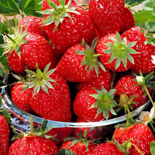 Земляника (крупноплодная) Эльсанта изображение 1 артикул 9885