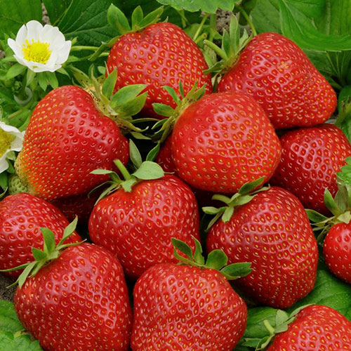 Земляника (крупноплодная) Фестивальная ромашка изображение 1 артикул 9848