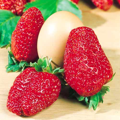 Земляника (крупноплодная) Геркулес изображение 1 артикул 9810