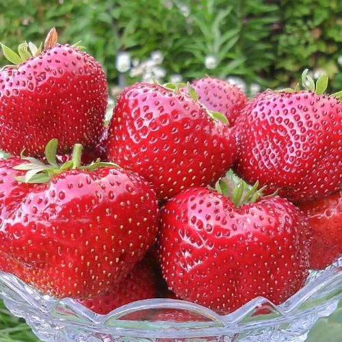 Земляника (крупноплодная) Гигантелла Максим изображение 1 артикул 9872