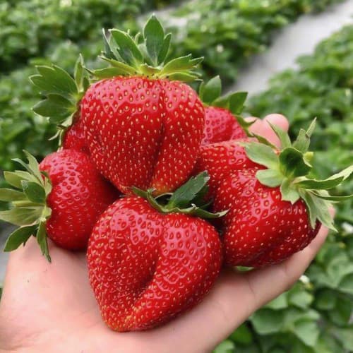 Земляника (крупноплодная) Хуми Гранде изображение 1 артикул 1506