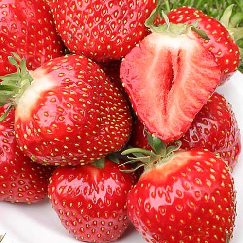 Земляника (крупноплодная) Кент изображение 1 артикул 9875