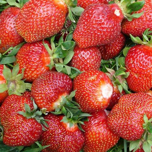 Земляника (крупноплодная) Ламбада изображение 1 артикул 9878