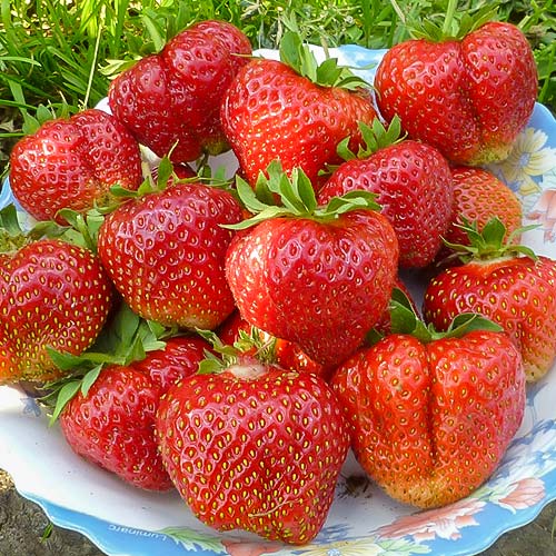 Земляника (крупноплодная) Лорд артикул фото 1 Земляника (крупноплодная) Лорд изображение 1 артикул 9858