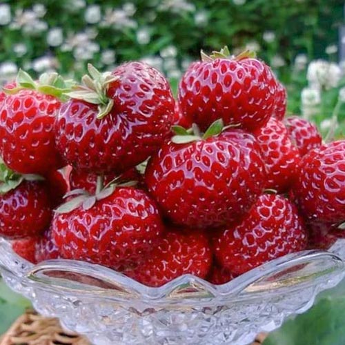 Земляника (крупноплодная) Мице Шиндлер изображение 1 артикул 9879