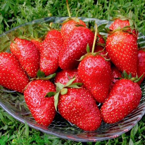 Земляника (крупноплодная) Нью Айленд изображение 1 артикул 1501